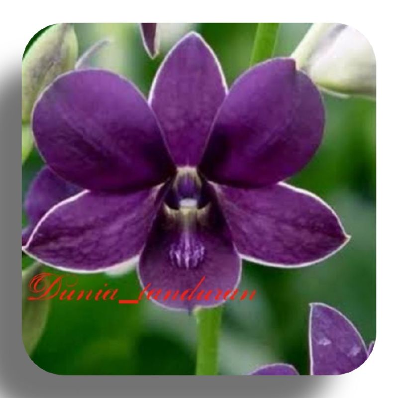 Anggrek Dendrobium Airy Way Blue