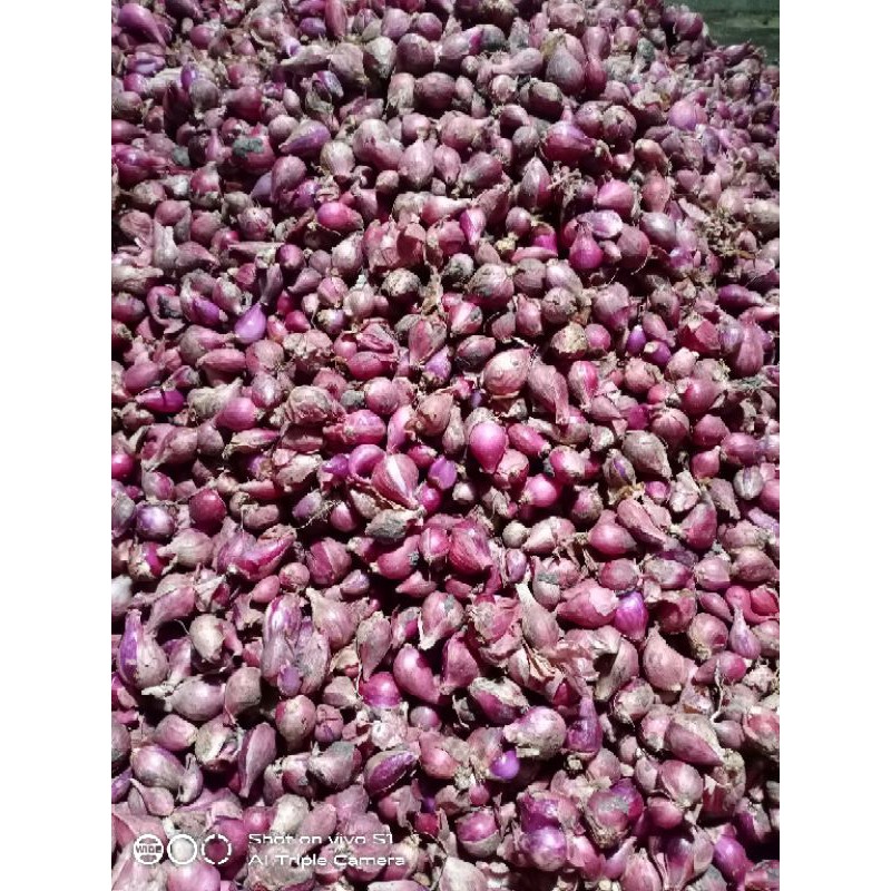 

Bawang Merah PATI