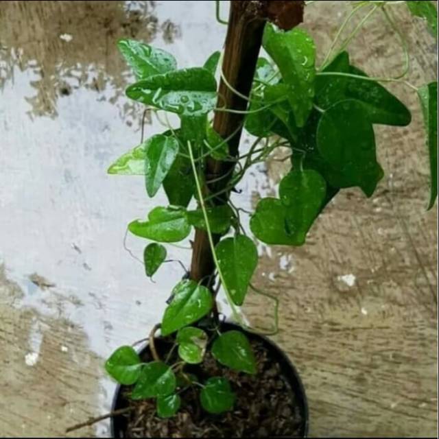 Cincau jelly Bibit tanaman cincau jelly