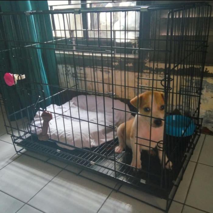 Kandang Anjing Besi Tebal