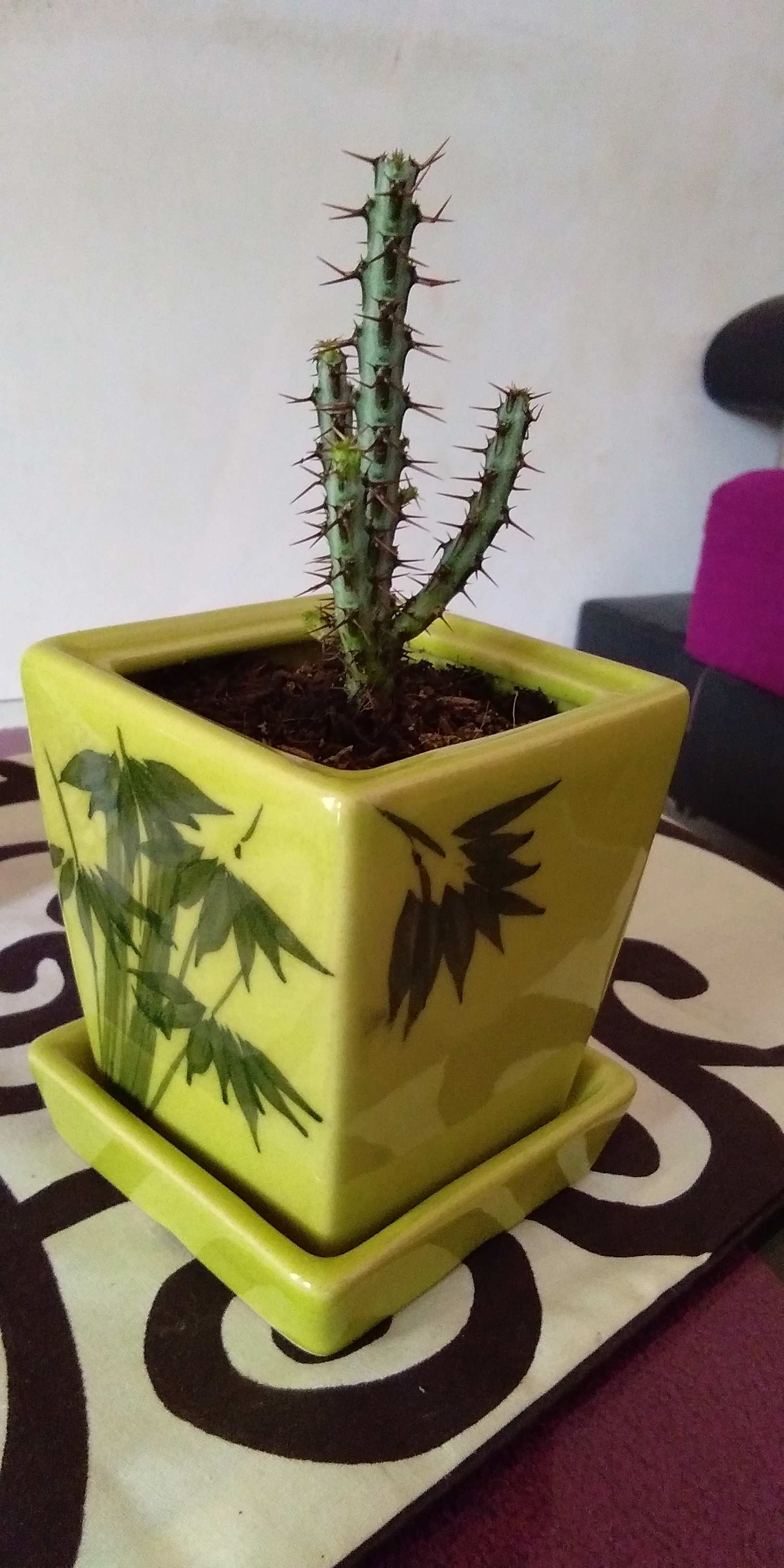 Sukulen Dan Kaktus Mini (euphorbia Aeruginosa)