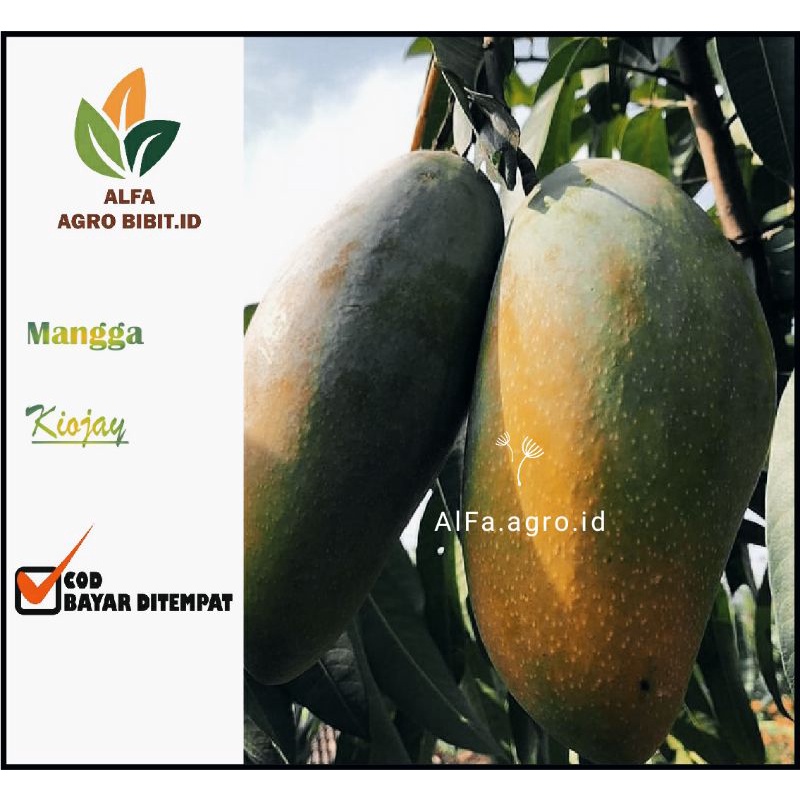 Bibit mangga kiojay siap berbuah dalam pot