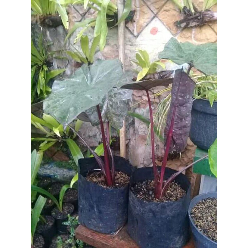 caladium / keladi sente hitam / umbi keladi hitam
