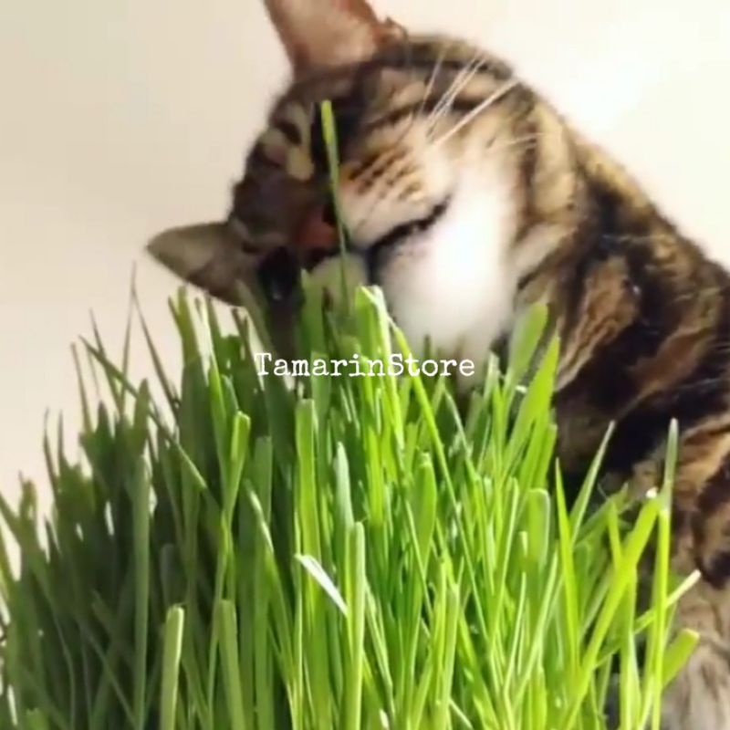 Biji / Benih / Bibit Rumput Cat Grass Makanan Sehat Untuk Kucing ( 500 Biji ) Makanan Kucing