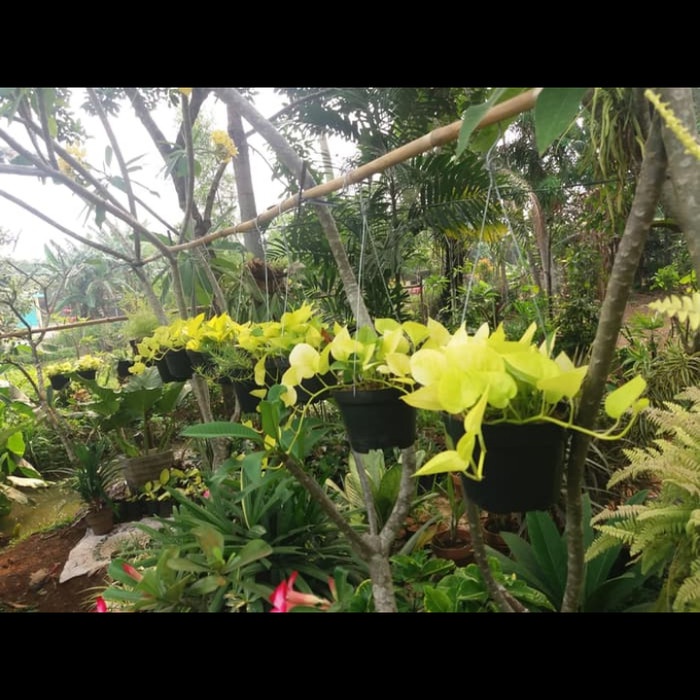 

tanaman hias sirih daun kuning+pot