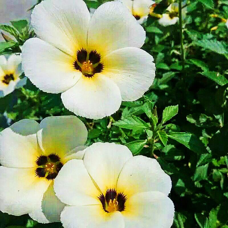 BUNGA YOLANDA / Grosir Yolanda / Tanaman Hias Yolanda / Bibit Bunga