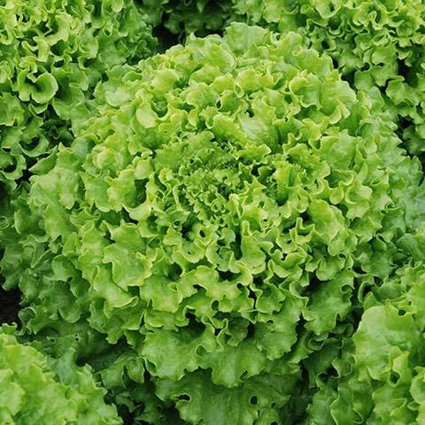 ds011d1 Benih Selada Lettuce Caipira - Batavia Lettuce Vd022F
