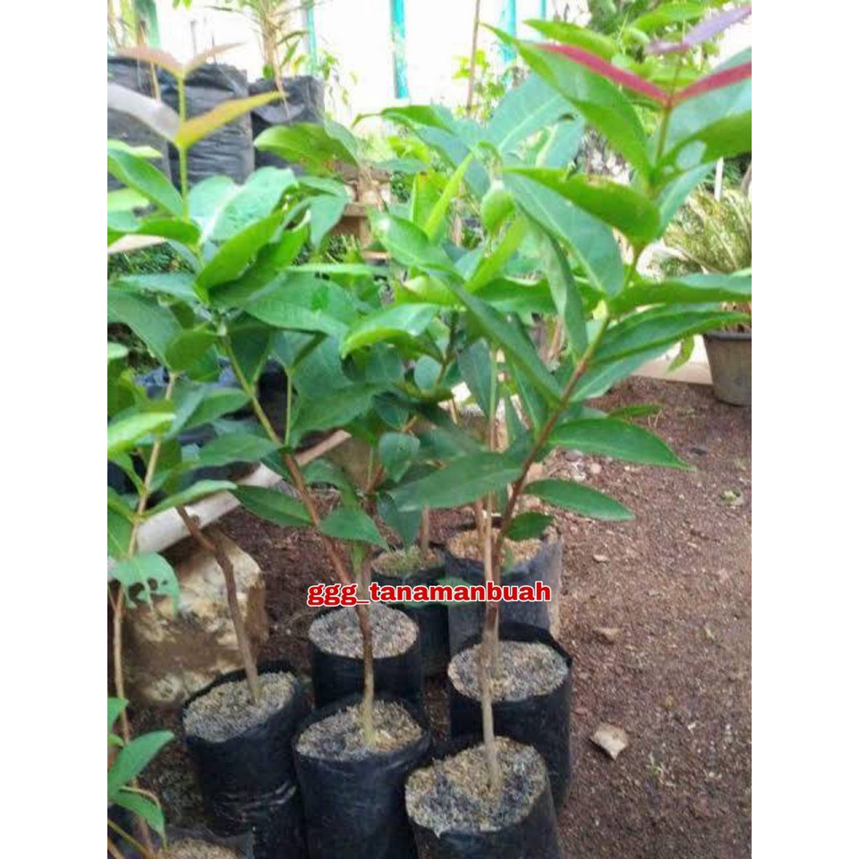 Bibit Jambu Air Giant Rose Apple