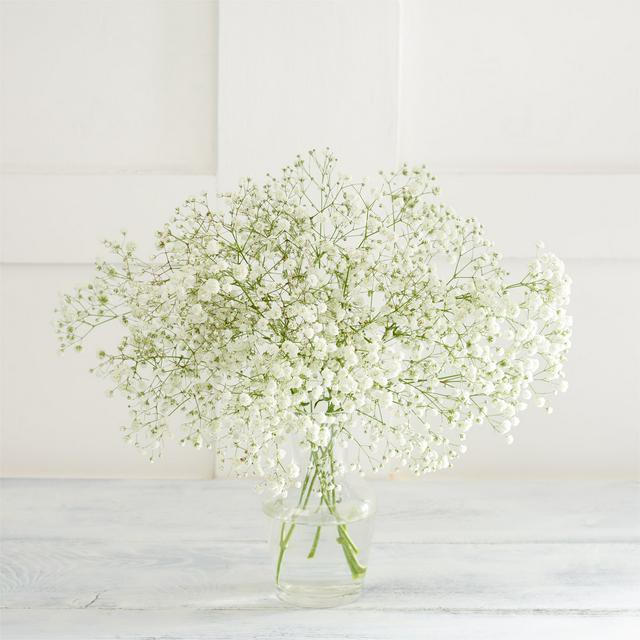 Benih Bibit Biji - Bunga White Baby Breath Putih Gypsophila Elegans Single Alba Flower Seeds - IMPORT