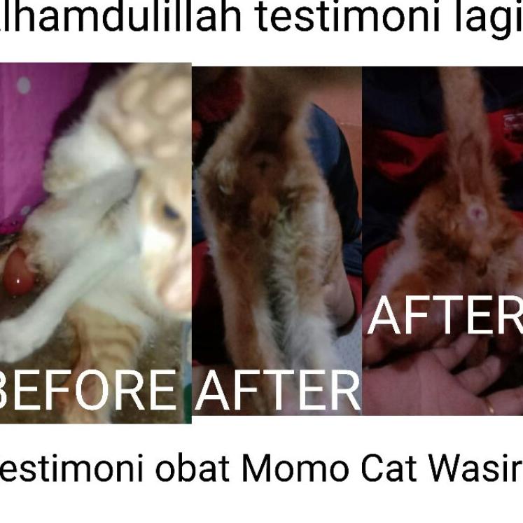 [PROMO 7B974] OBAT WASIR KUCING(AMBEIEN) ATAU ANUS KELUAR SANGAT PATEN Ready