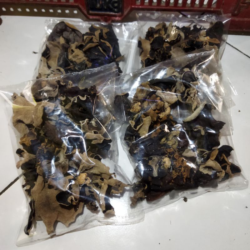 

Jamur Kuping / Jamur Kuping Hitam