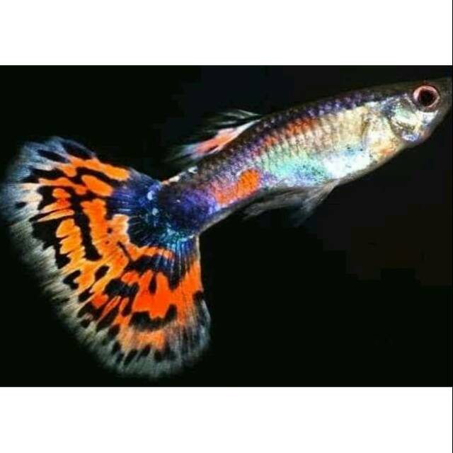 Ikan Guppy cobra dragon jantan atau betina
