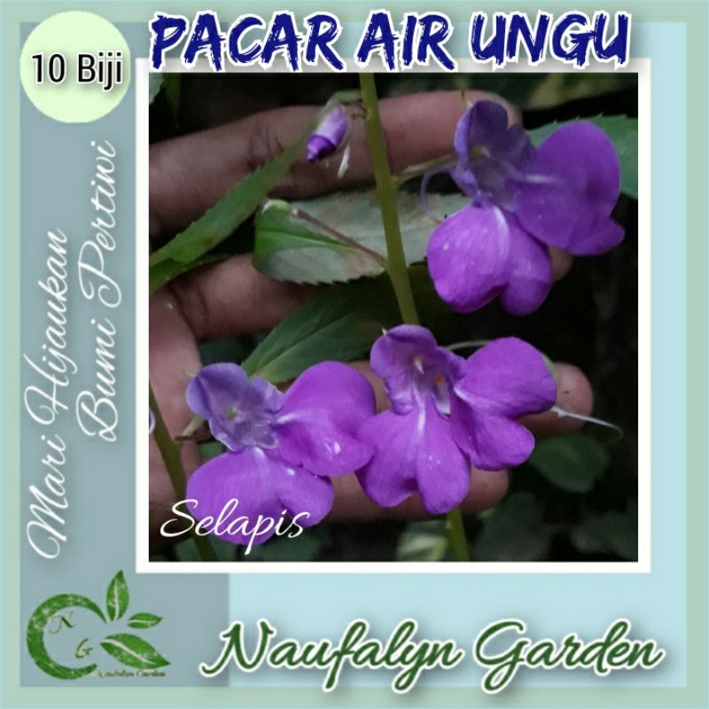10 Benih Bunga Pacar Air Selapis Ungu Benih Biji Bibit Bunga Hias Taman Berkualitas
