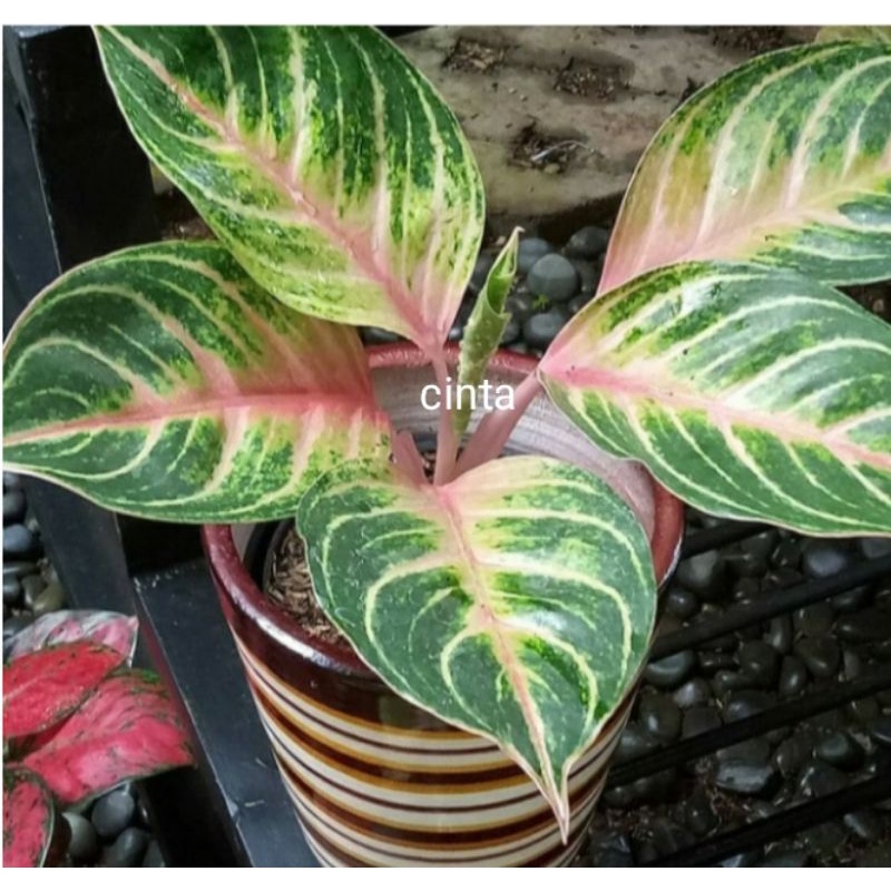 bibit tanaman hias aglonema cinta size s