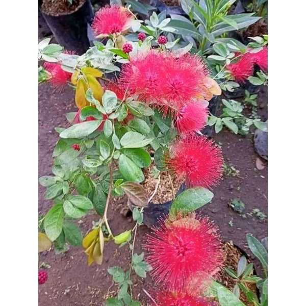 Kaliandra Lusiana bercabang**