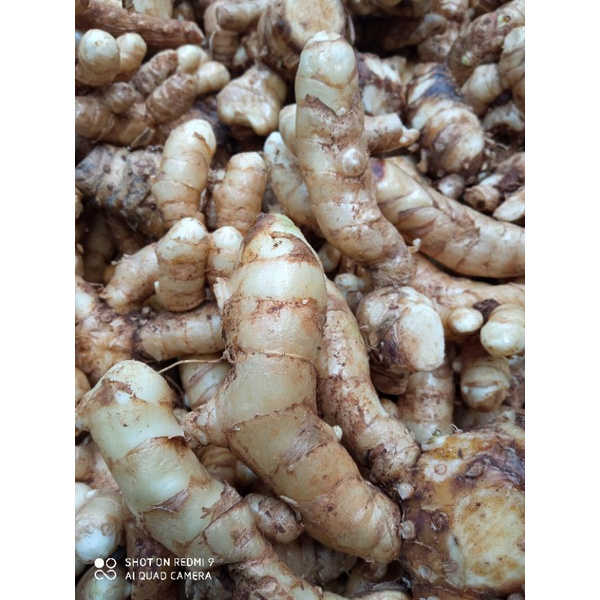 

temu putih segar 500 grm