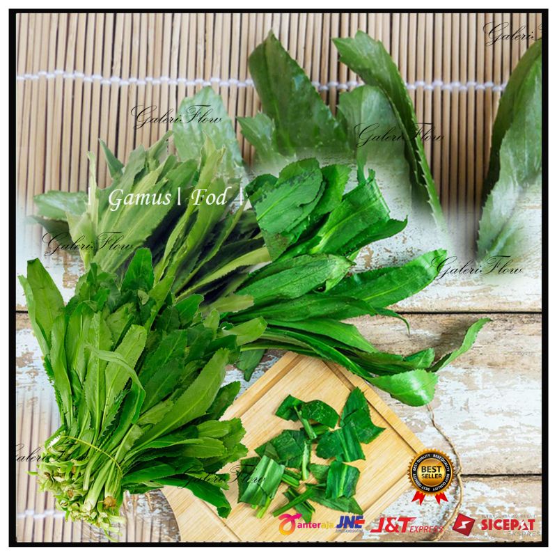 

Daun SOP Segar Walang Sengit /Aroma Terapi