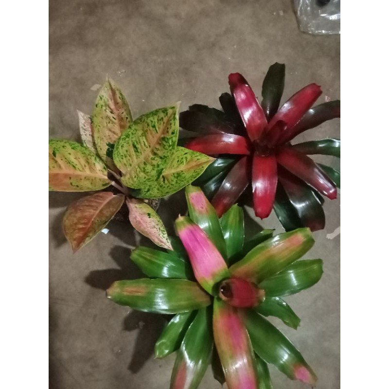 paket hemat Bromelia dan aglonema