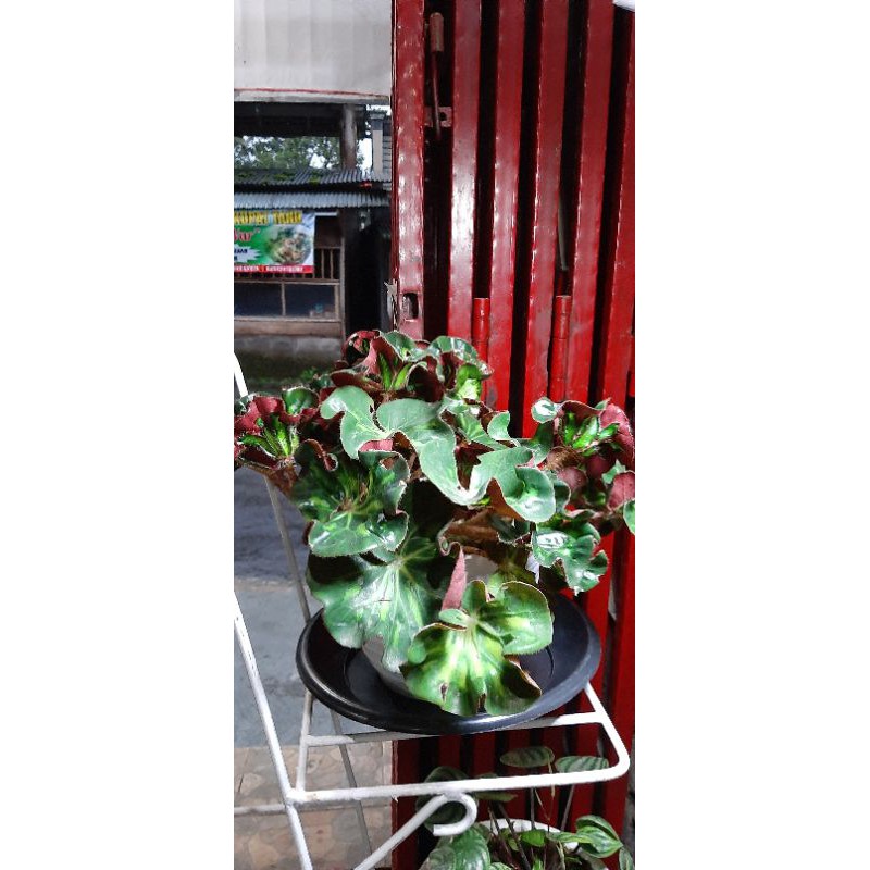 Tanaman hias begonia curly cathedral indukan