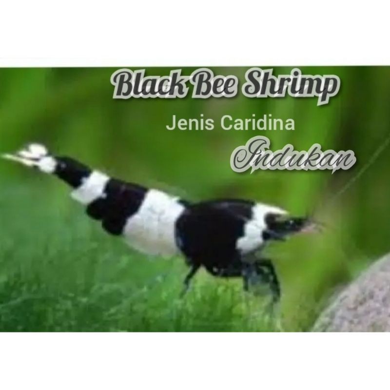 Udang Hias INDUKAN BLACK BEE SHRIMP Aquascape Aquarium
