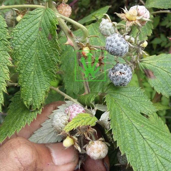 Bibit Buah Raspberry - Tinggi 40cm c4ri
