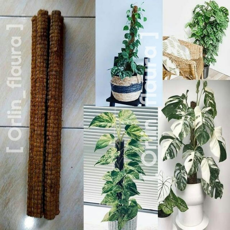 Turus Tanaman 1 Meter Diameter 6cm ( Penyangga Tanaman 1 Meter Diameter 6cm )