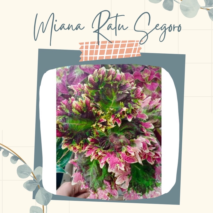 Tanaman Hias Miana Ratu Segoro Bunga Miana Ratu Segoro