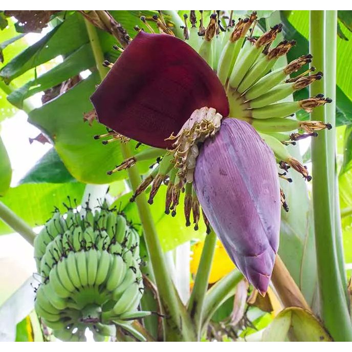 

jantung pisang segar