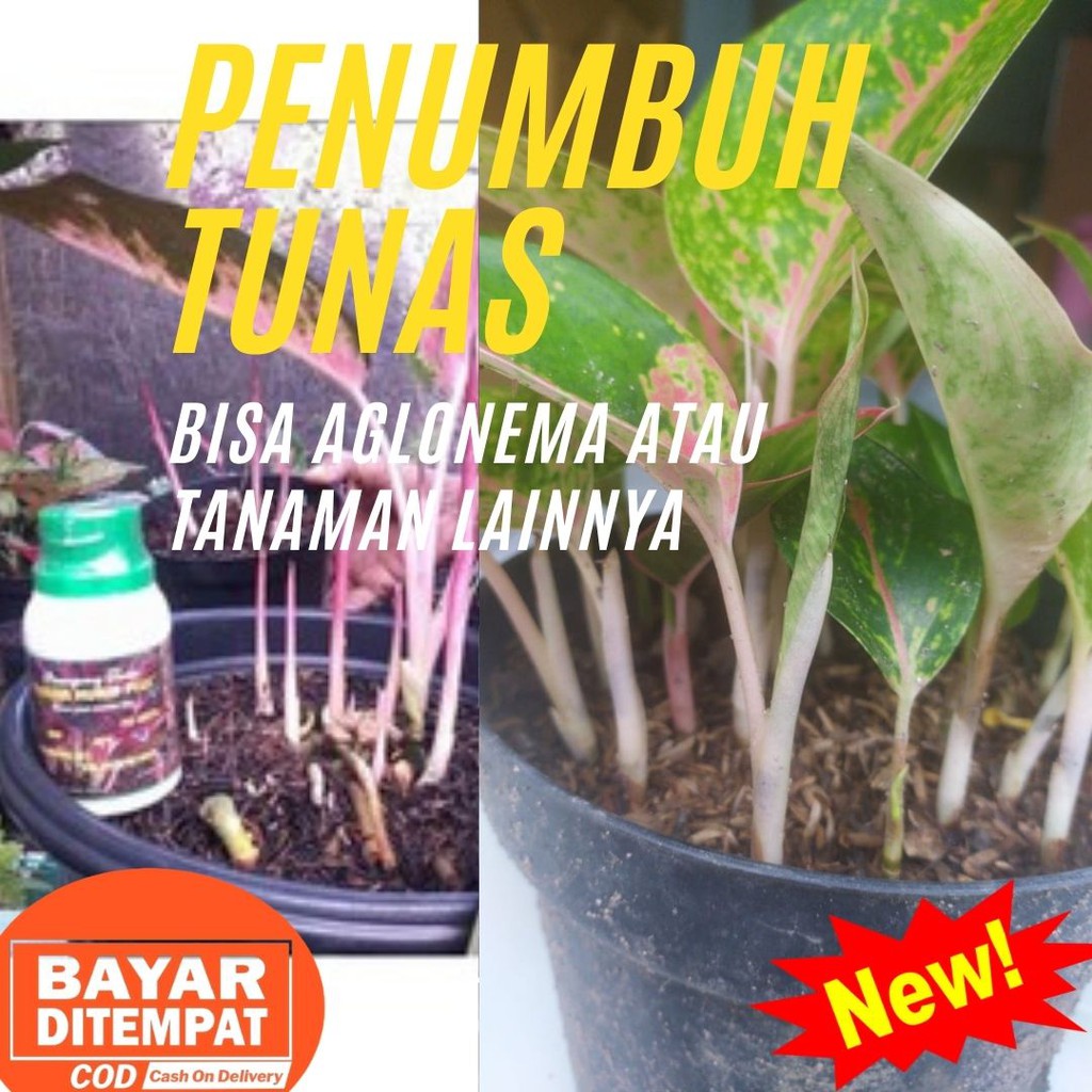 Perangsang Tunas Tanaman Mekar Hurip Plus Pupuk Untuk Penumbuh Tunas Tanaman Aglonema