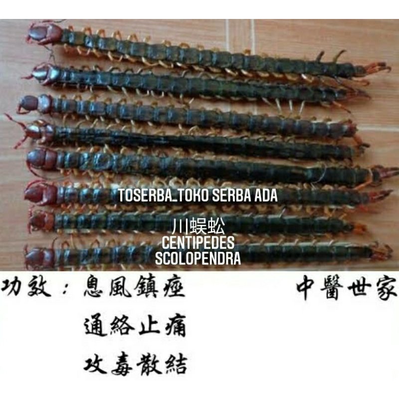 

1 Ekor Chuan Wu Gong 川蜈蚣 Centipedes Lipan Scolopendra Grade A