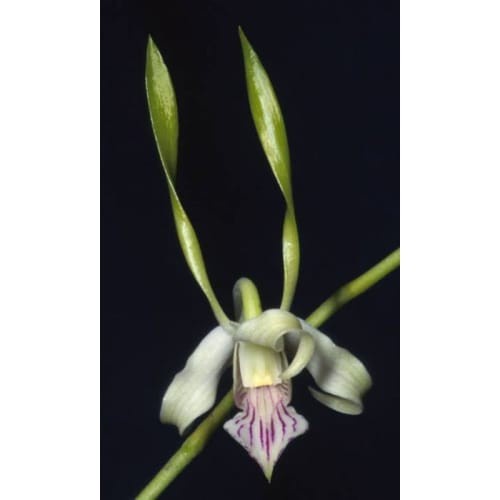 anggrek dendrobium antennatum antenatum dewasa jungle dewasa