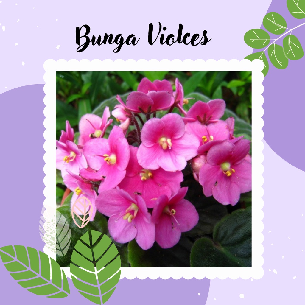 Bunga Violces  African Violets Pink Violces Bunga Pink Tanaman Hias violces