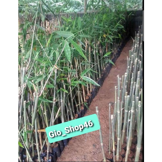 Bibit bambu petung/rebung asli isi 6 pohon