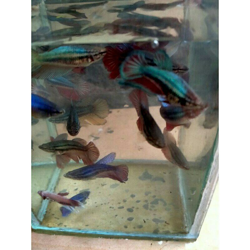 

Termurah!Ikan Cupang jenis Halfmoon Betina Full Egg siap breed ,SizeS+