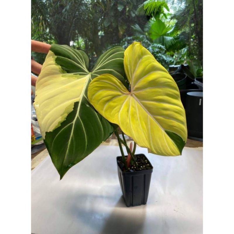 Bibit bonggol philodendron gloriosum variegata rare// item barang langka