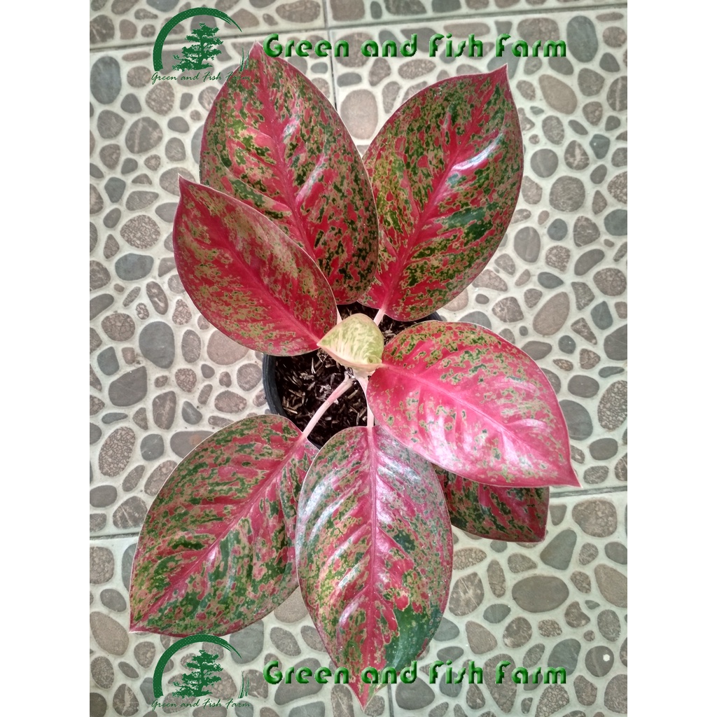 Aglaonema Red Stardust