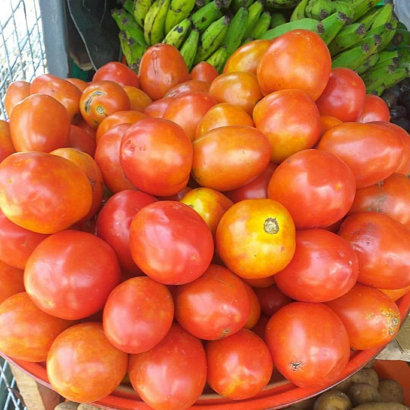 

Gudang Sayur - Tomat Merah 300 - 1000 Gram