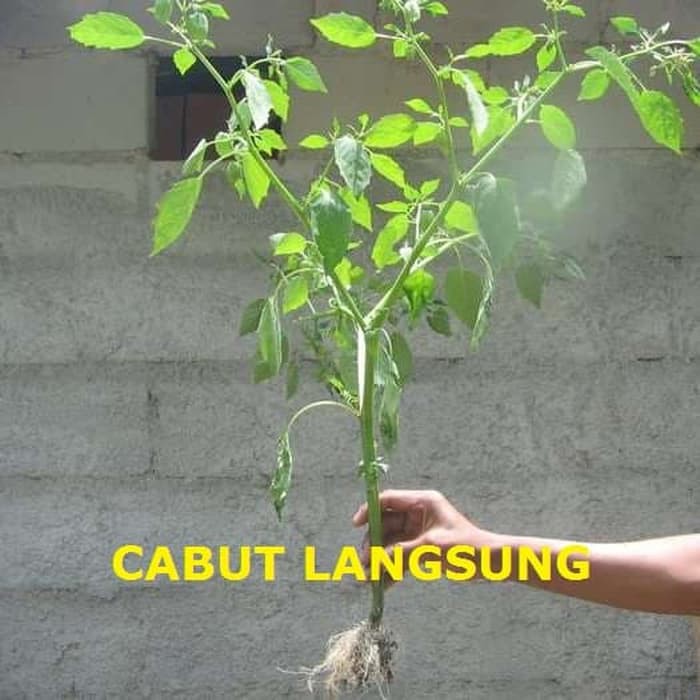 Cabut Langsung Pohon Ciplukan Akar Batang Daun Ciplukan Untuk Direbus Shopee Indonesia