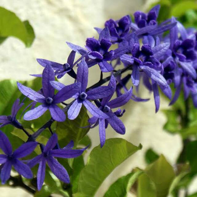 Bibit Petrea Biru/ Bunga Patrea Biru/Blue Patrea Petrea Volubilis