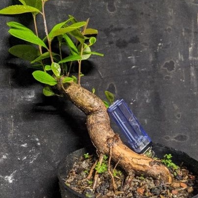 bahan bonsai jamblang / juwet buah enak dimakan realpic