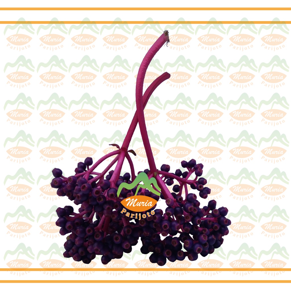 

Buah Parijoto 2 Tangkai Besar Tua