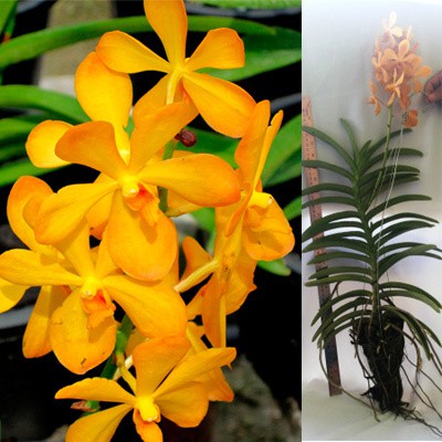 

Tanaman Bunga Vanda Kuning