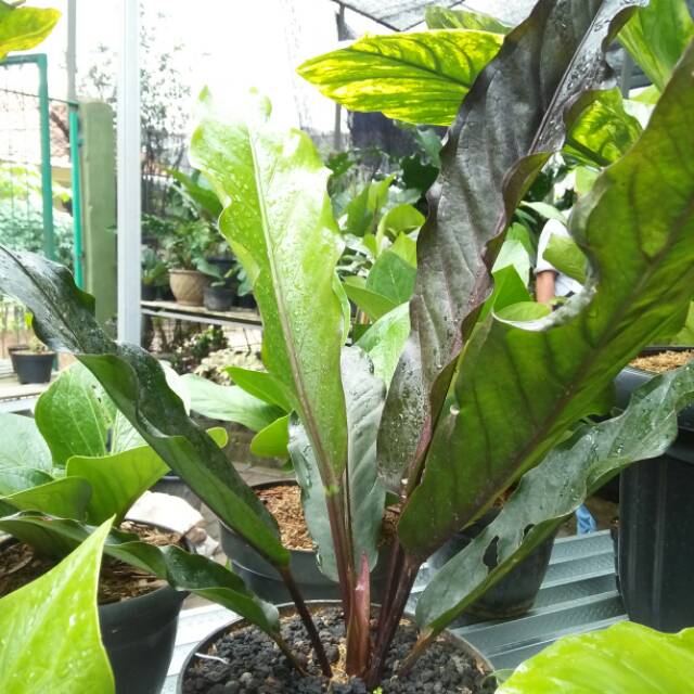 Anturium LANGKA keris hitam