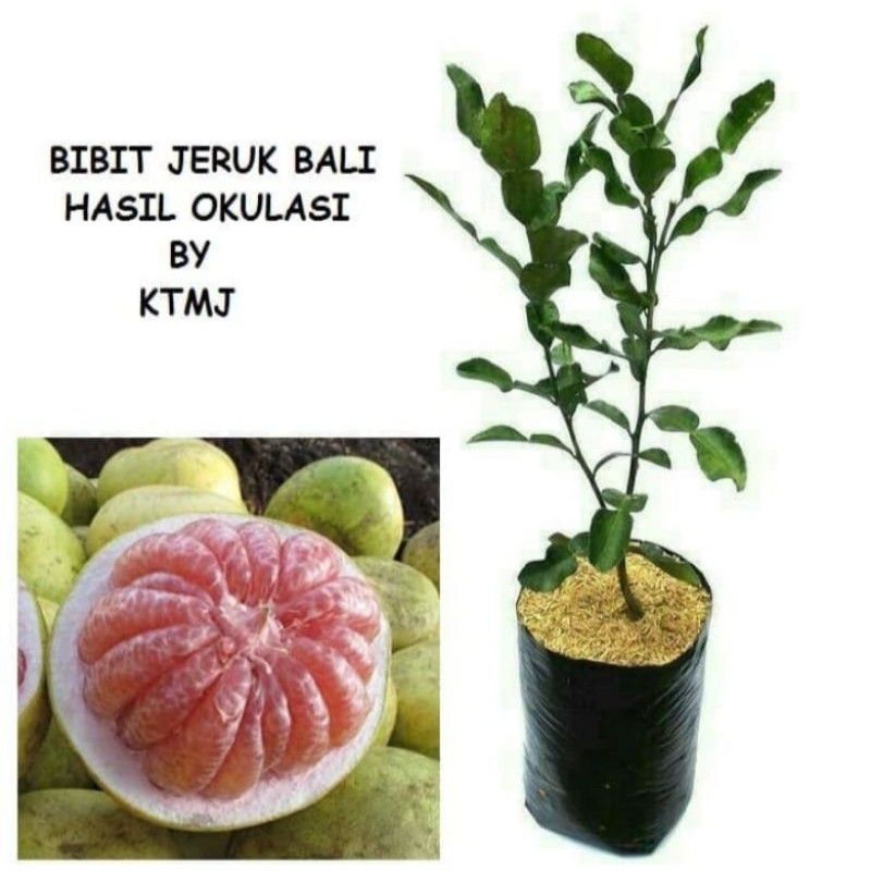 bibit jeruk Bali hasil okulasi