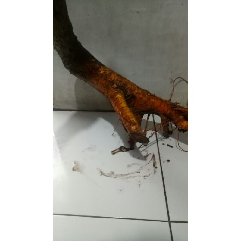 dongkelan bahan bonsai murbei