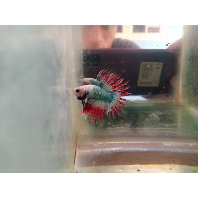 Ikan cupang serit / Crowntail maskot