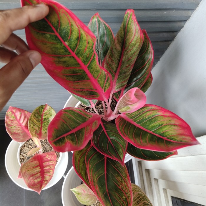 Aglonema Khanza Indukan Bawa 2 Tunas Anakan Aglaonema Kanza