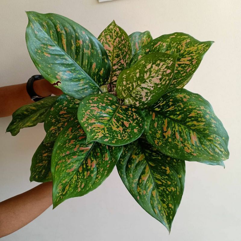 tanaman hias aglonema ruby ciangmay-aglonema ciangmay