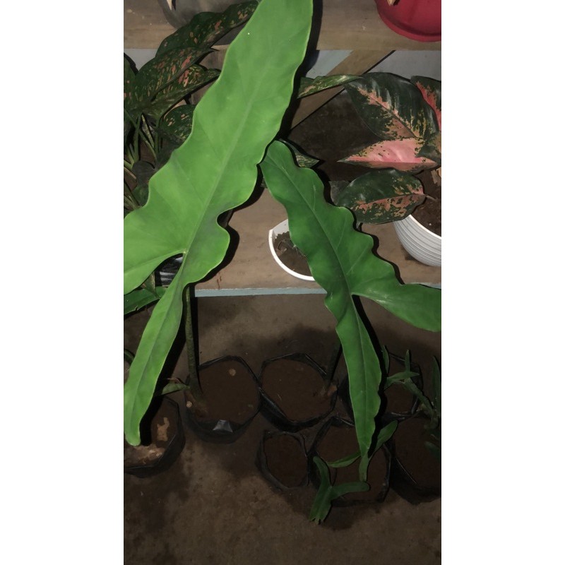 Alocasia Sp sulawesi