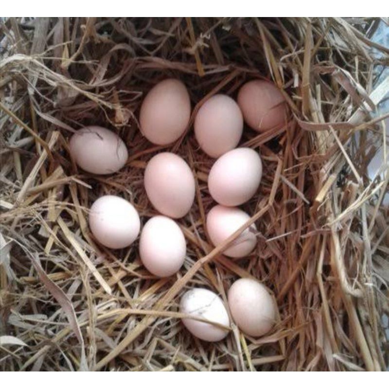 TELUR FERTIL AYAM PELUNG UNTUK DITETASKAN